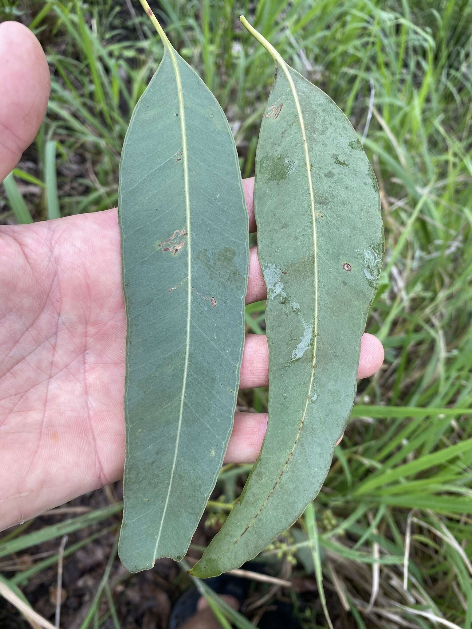 Image de Eucalyptus leptophleba F. Müll.