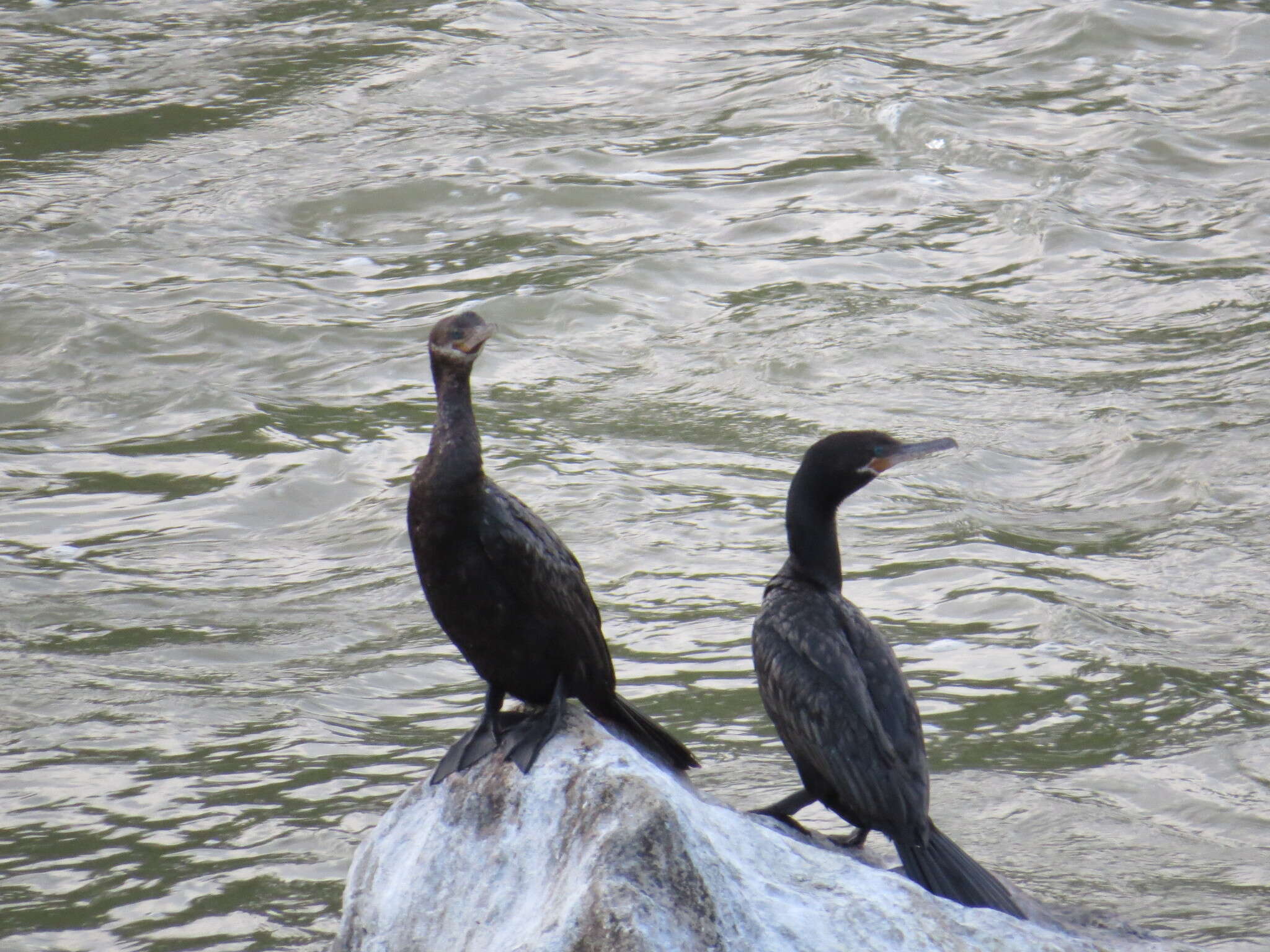 Image of Neotropic Cormorant