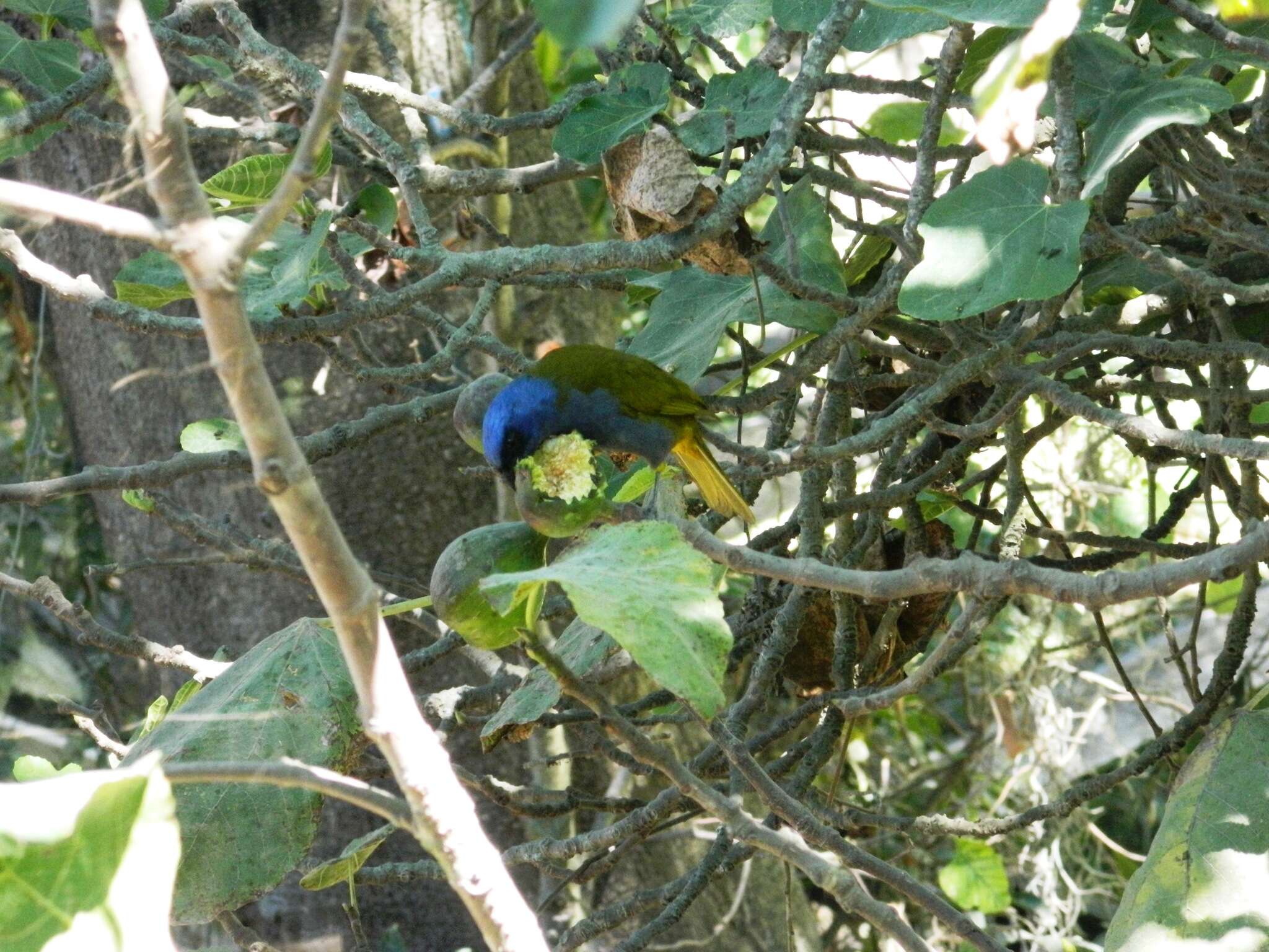 Image of Blue-capped Tanager