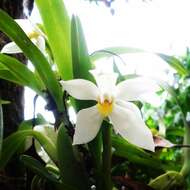 Image of Maxillaria camaridii Rchb. fil.