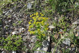 Image of Euphorbia iberica Boiss.