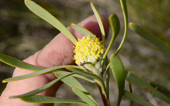 Image of Leucadendron cinereum (Sol. ex Aiton) R. Br.