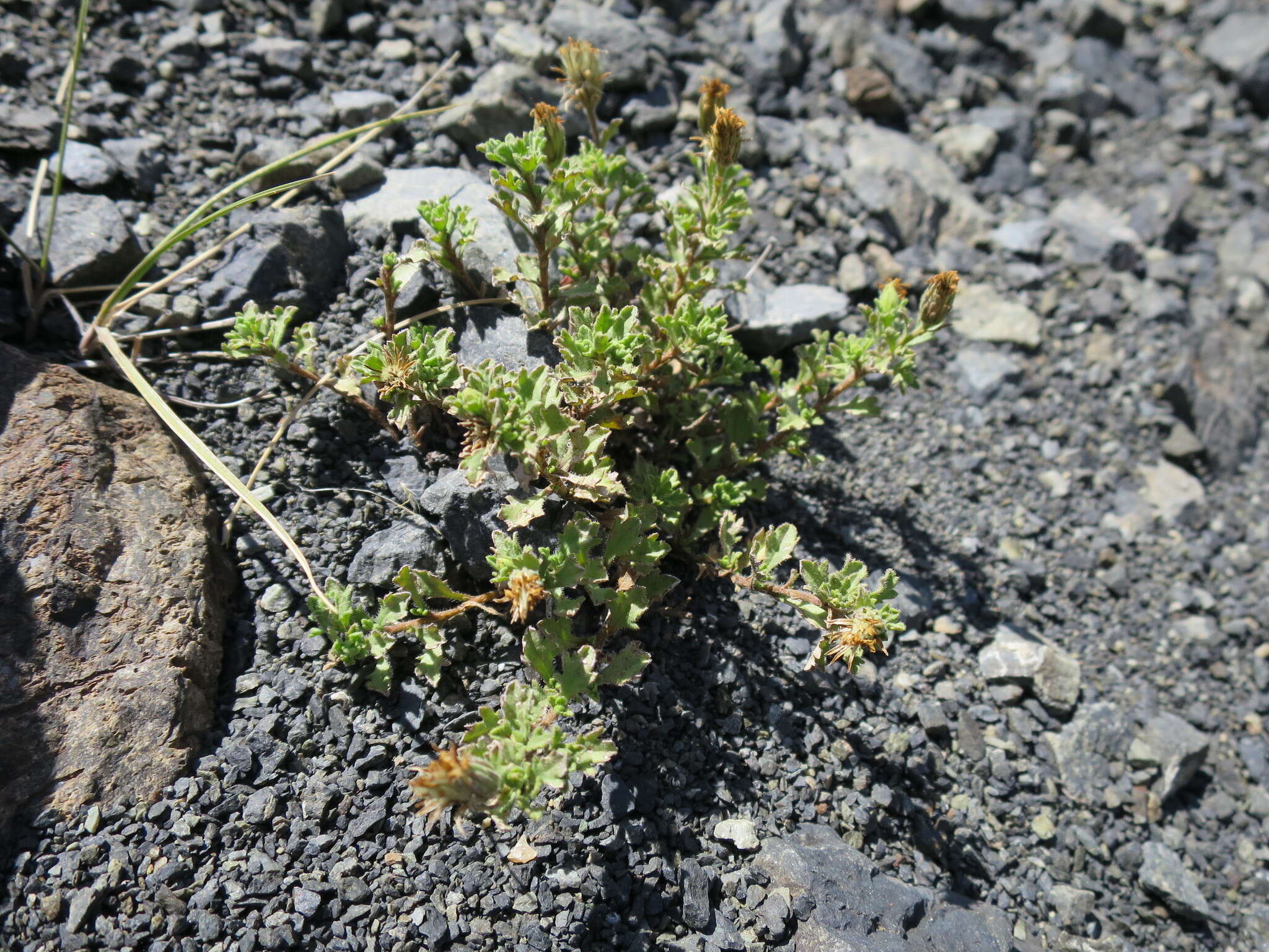 Image of Vittadinia australis A. Rich.