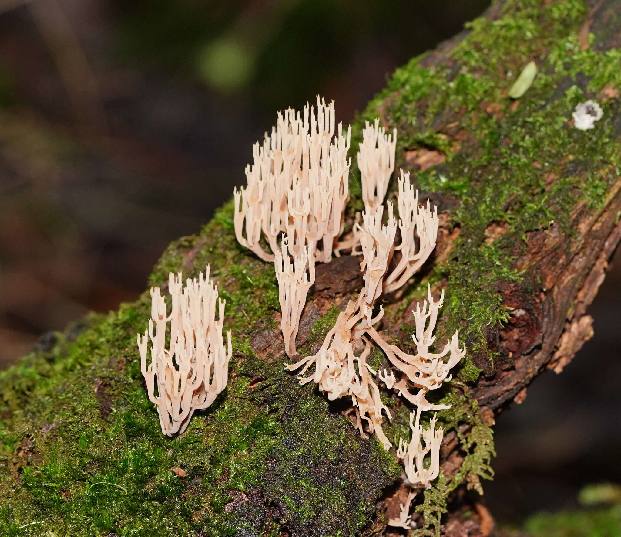 Image of Artomyces austropiperatus Lickey 2003