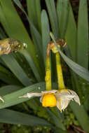 Image of Narcissus tazetta subsp. tazetta