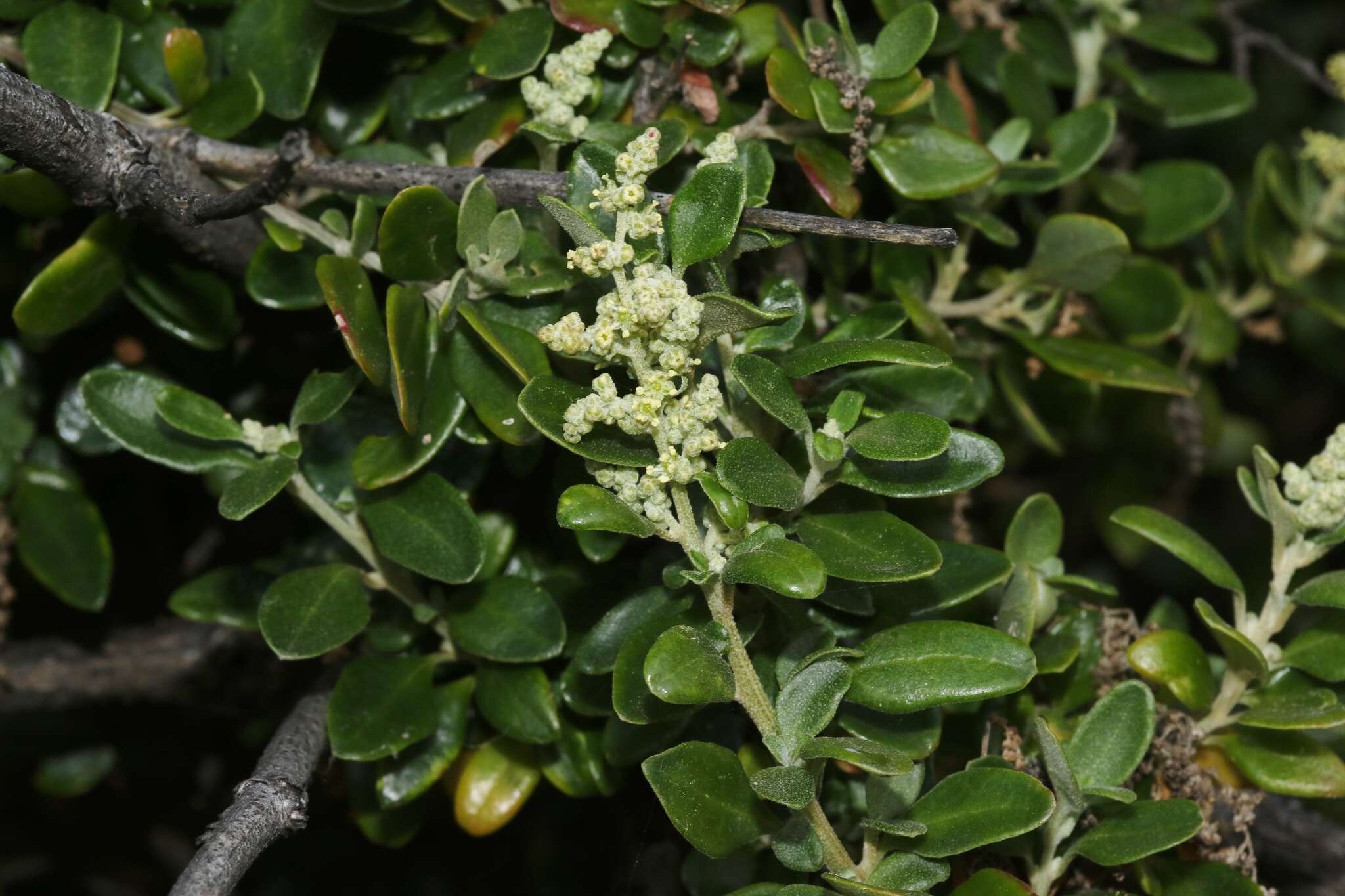 Chenopodium candolleanum subsp. candolleanum的圖片