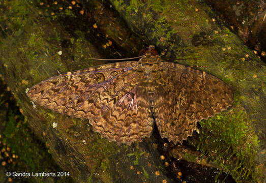 Image of Feigeria scops