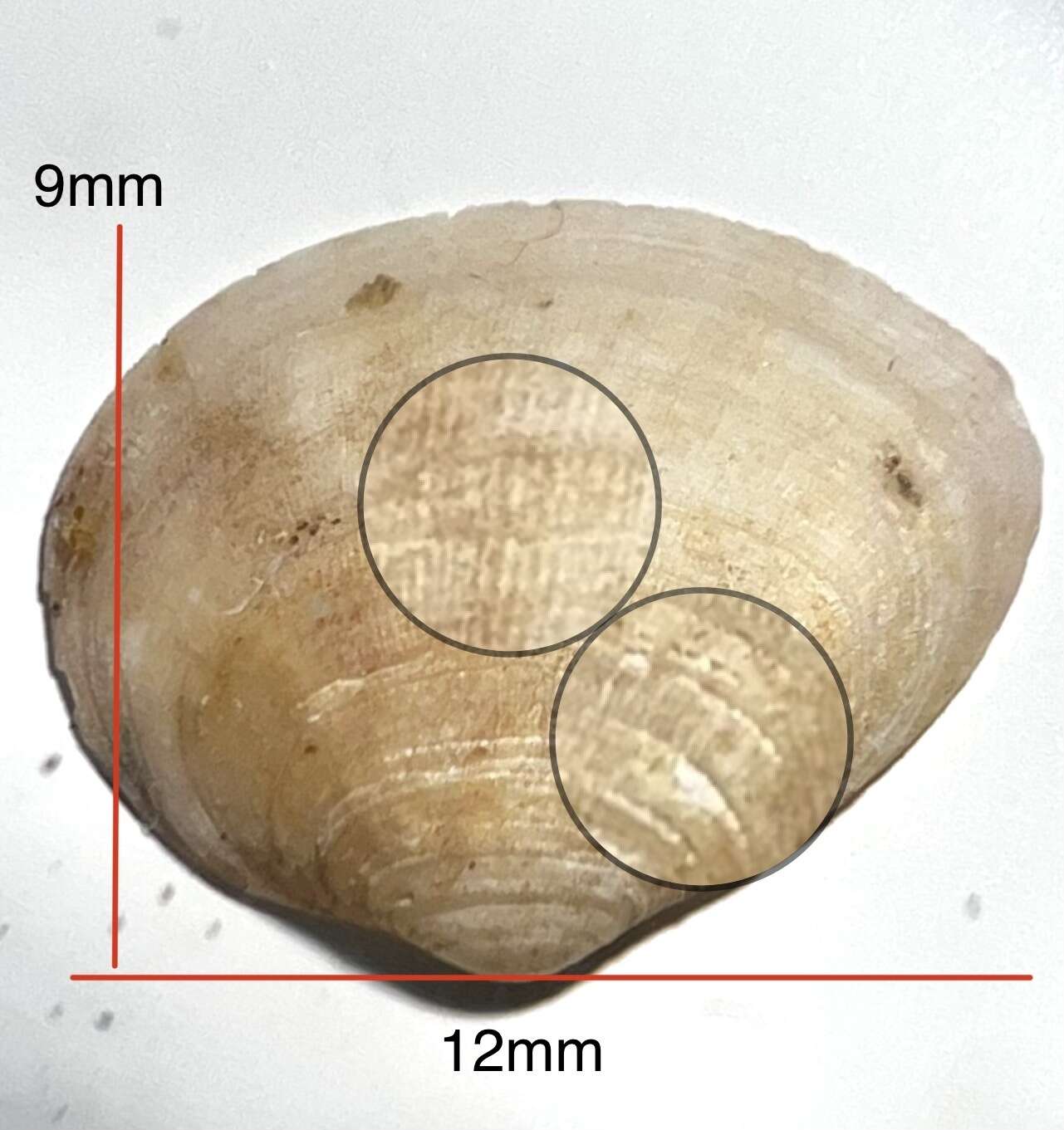 Image of Leptomya A. Adams 1864