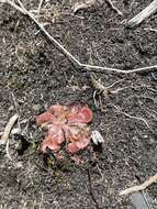 Image of Drosera dielsiana Exell & Laundon