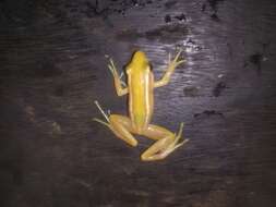 Image of Leaf frog