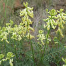 Image of smooth loco milkvetch