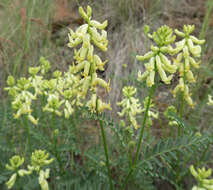 صورة Astragalus curvicarpus var. subglaber (Rydb.) Barneby