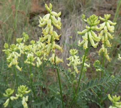 Plancia ëd Astragalus curvicarpus var. subglaber (Rydb.) Barneby