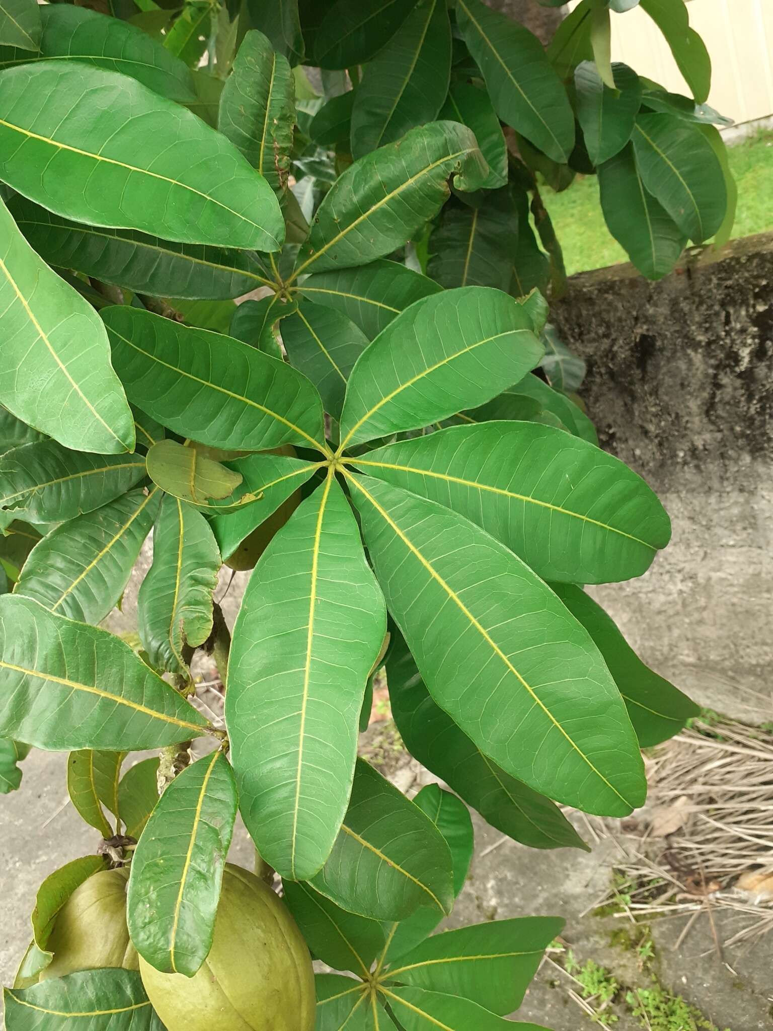 Imagem de Pachira glabra Pasq.