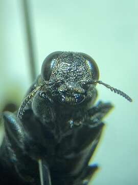 صورة Chrysobothris sexsignata (Say 1839)