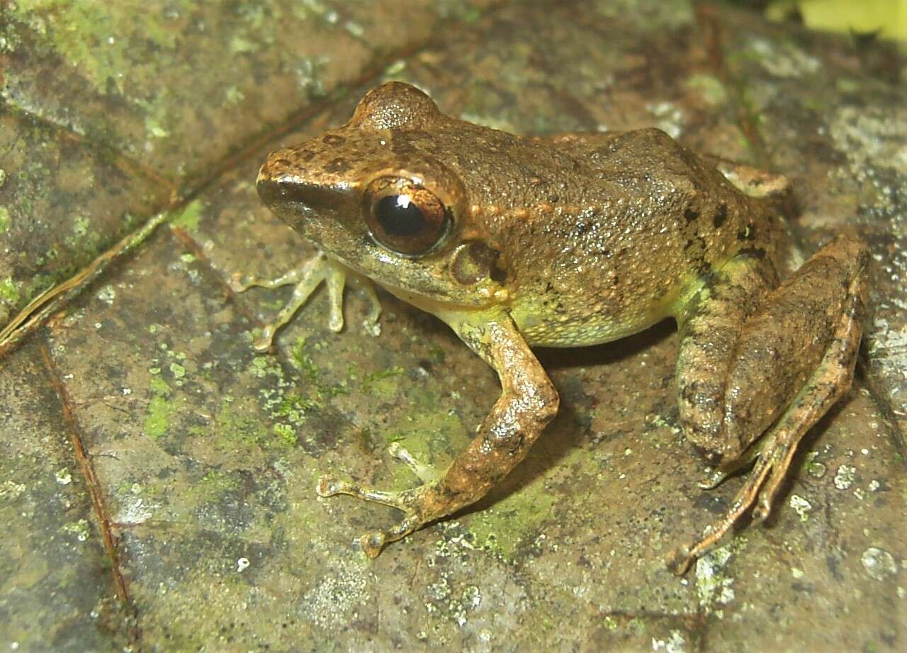 Image of Pristimantis malkini (Lynch 1980)