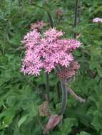 Image of Heracleum sphondylium subsp. sphondylium