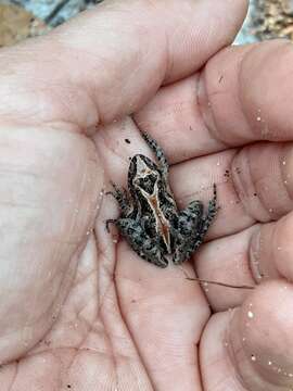 Image of Southern Cricket Frog