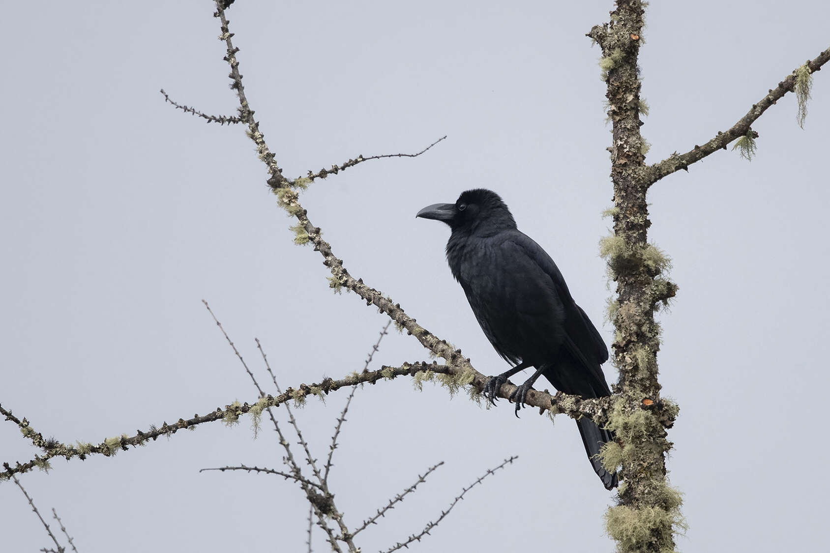 Imagem de Corvus macrorhynchos colonorum Swinhoe 1864