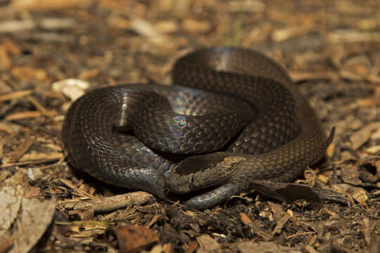 Image of Cacophis squamulosus (A. M. C. Duméril, Bibron & A. H. A. Duméril 1854)