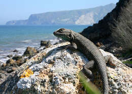 Image of Sceloporus becki Van Denburgh 1905