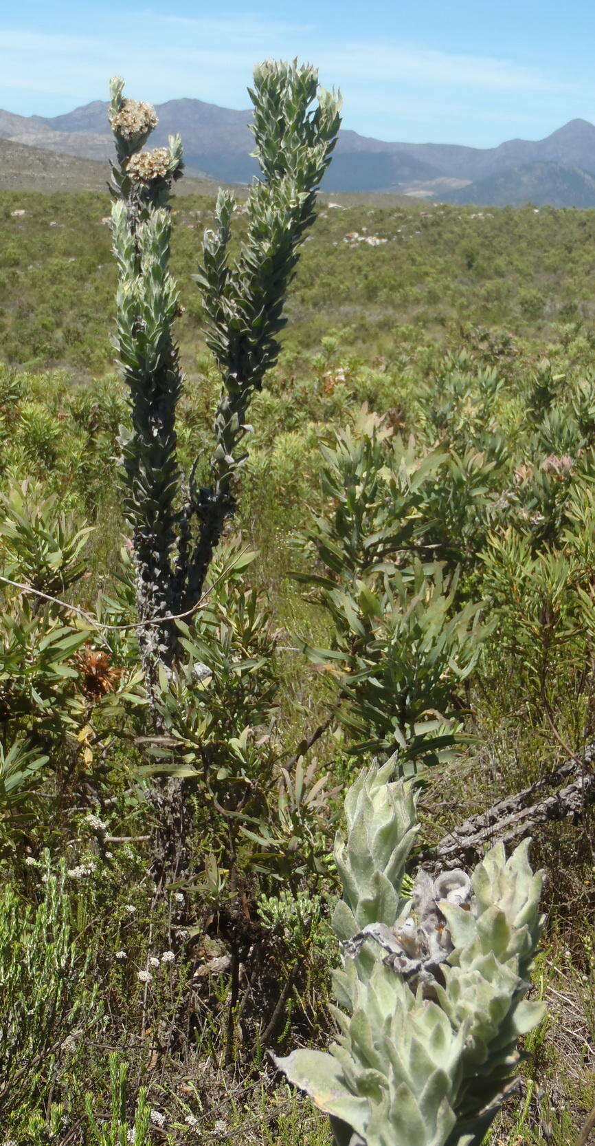 Syncarpha milleflora (L. fil.) B. Nord. resmi