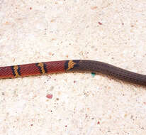 Image of Guatemala Neckband Snake