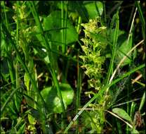 Слика од Habenaria repens var. repens