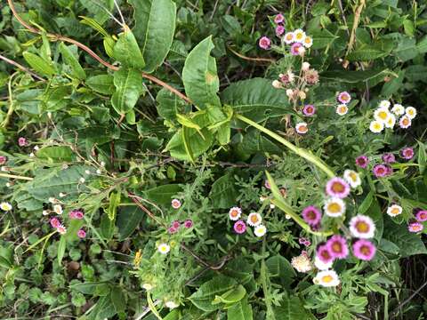 Image of Erigeron apiculatus Benth.