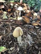 Image de Agrocybe rivulosa Nauta 2003