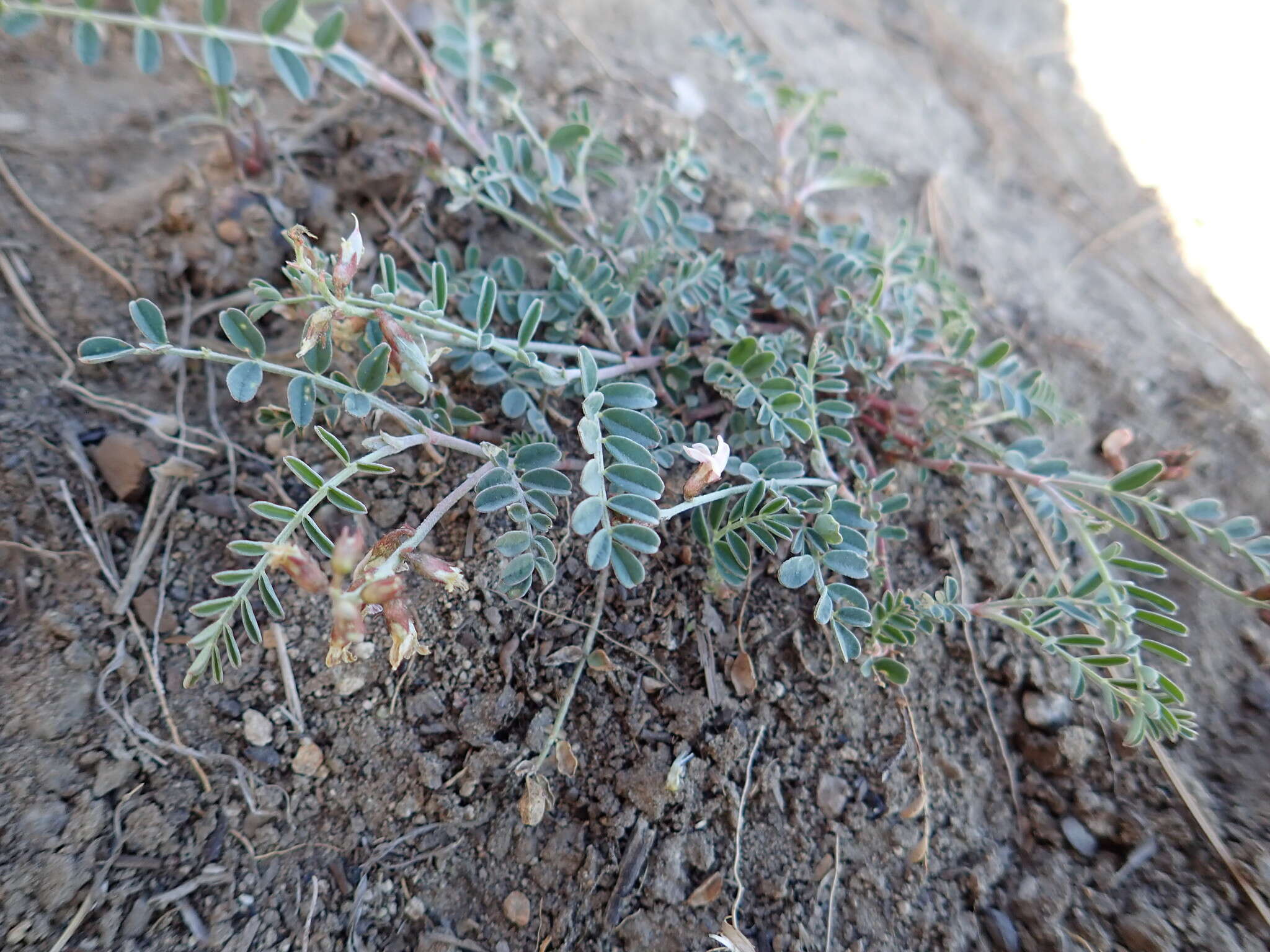 Image of copper mine milkvetch