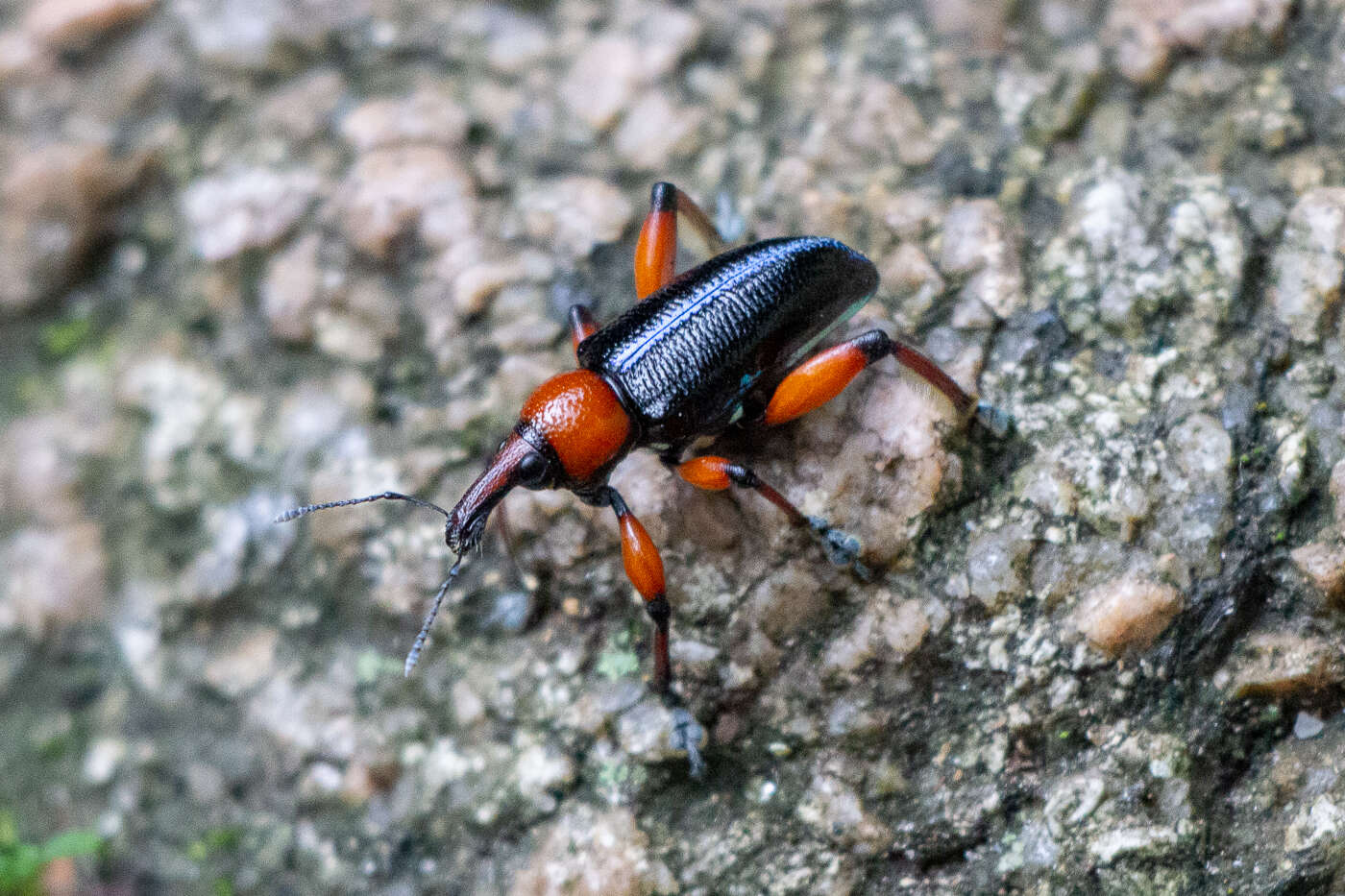 Image of Lasiocnemoides ruficollis Boheman 1834