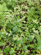 Image of Oregon phacelia