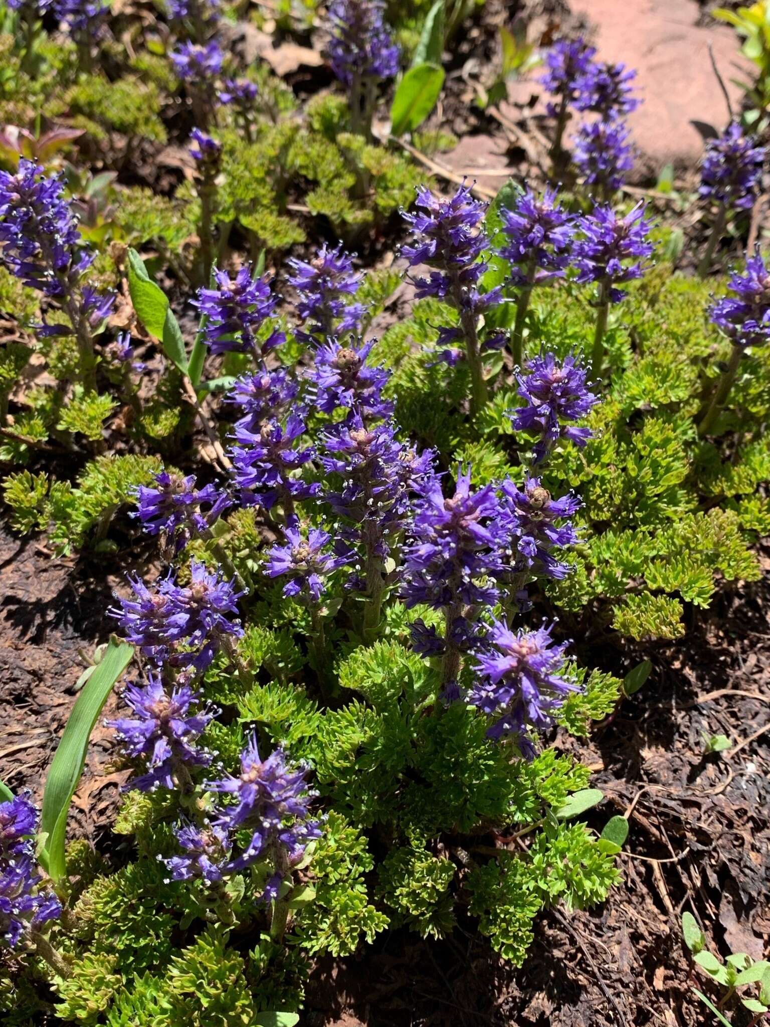 Image of featherleaf kittentails