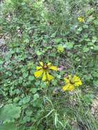 Image of Oldfield Sneezeweed