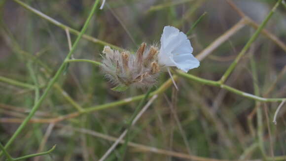 Image of Convolvulus virgatus Boiss.