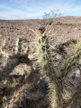 Image of buckhorn cholla