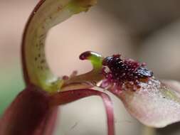 Image of Small wasp orchid