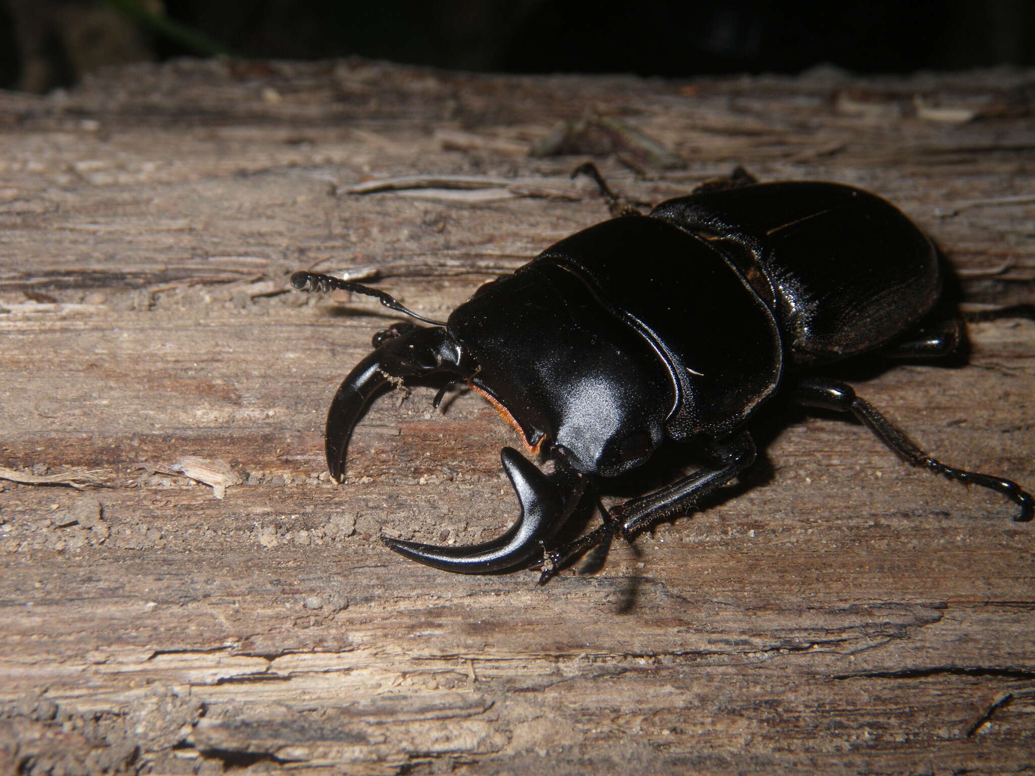 Image of Dorcus curvidens babai Fujita 2010