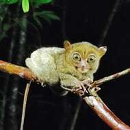 Image of Belitung Island tarsier