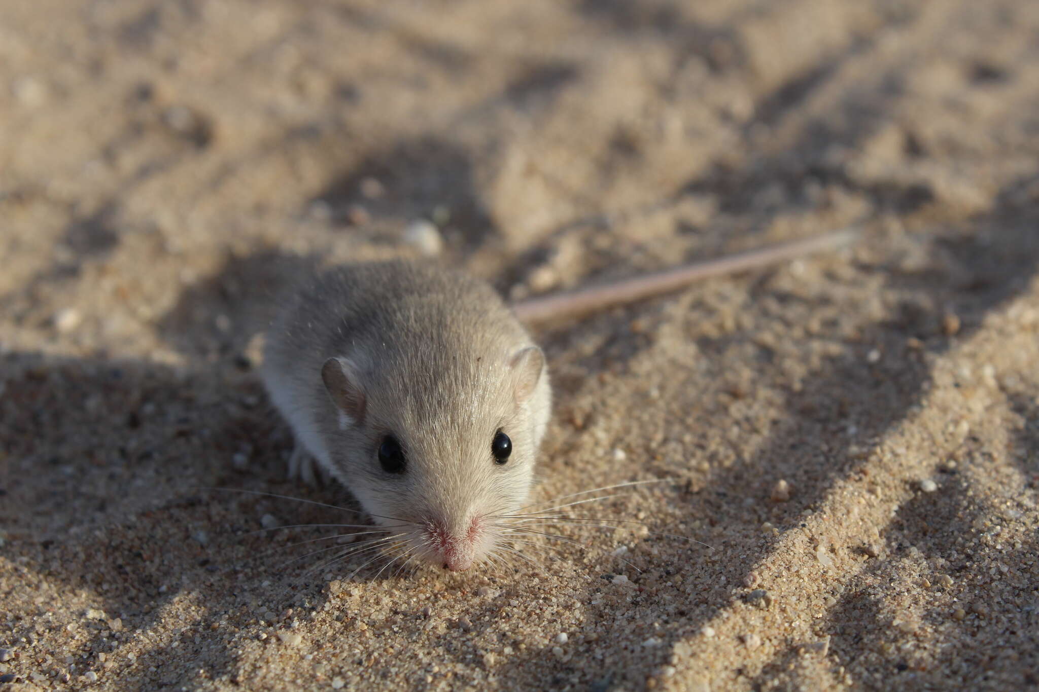 Image of Little Pocket Mouse