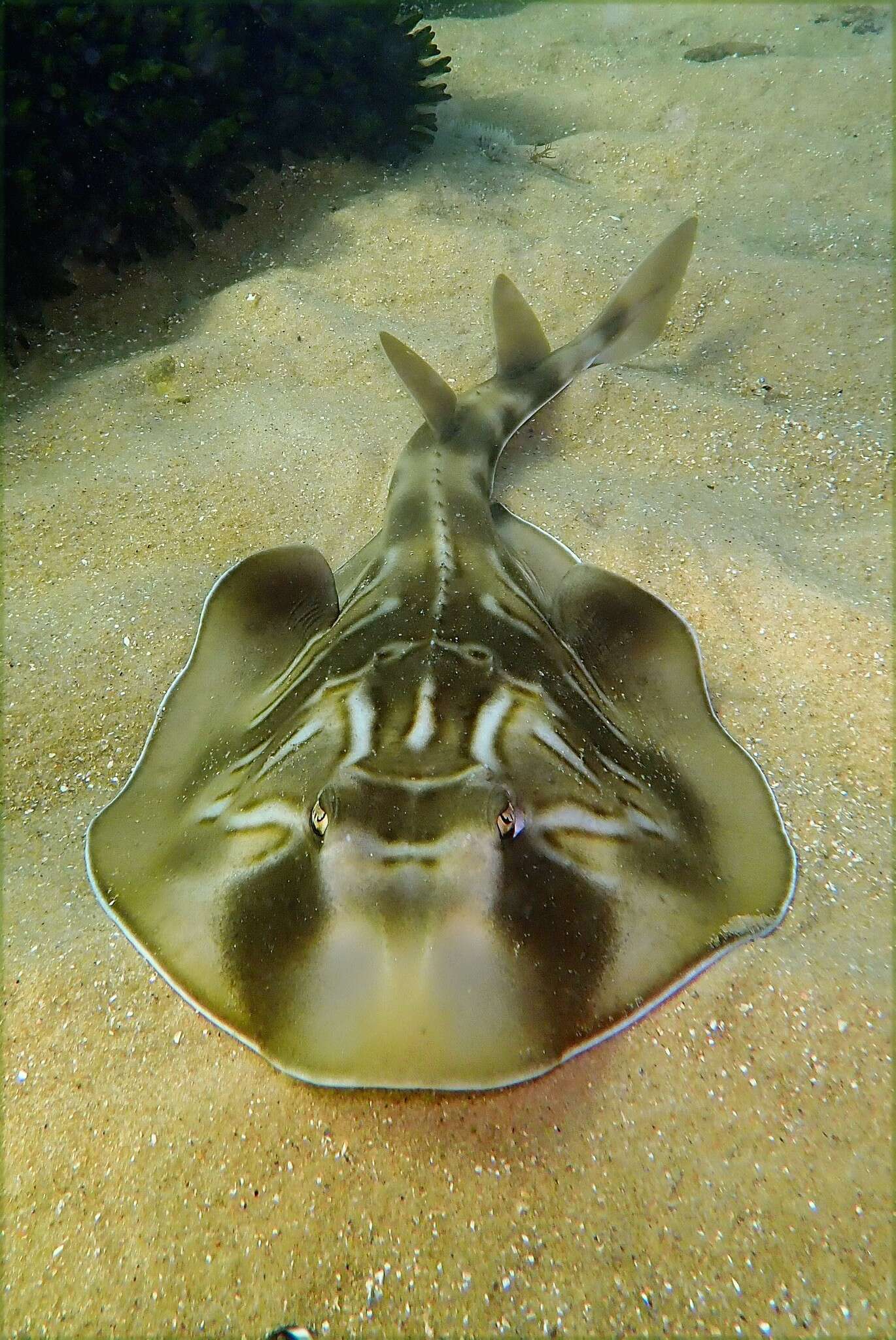 Image of Black and white fiddler ray