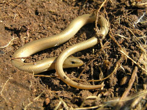 صورة Chalcides guentheri Boulenger 1887