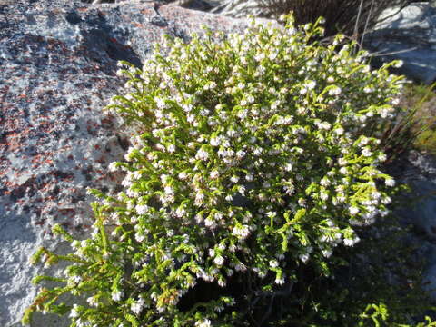 Image of Erica labialis Salisb.