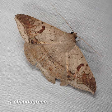 Image of Ericeia eriophora Guenée 1852