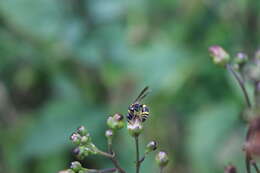 Image of Symmorphus gracilis (Brulle 1832)