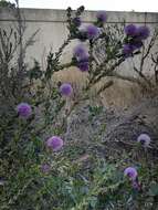 Image of Melaleuca nesophila F. Müll.