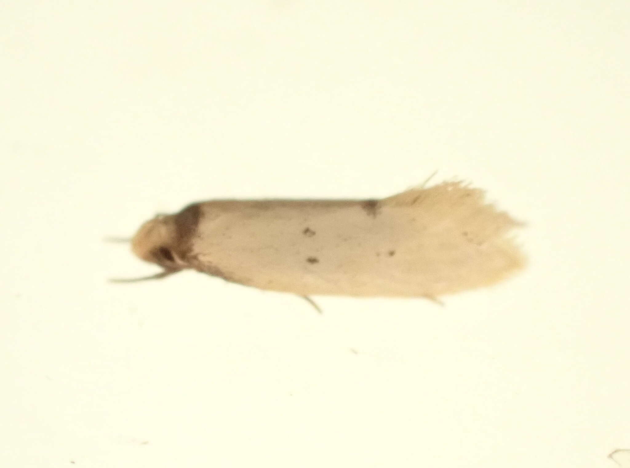 Image of Atalopsis Common 2000