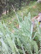 Image of Astragalus listoniae Boiss.