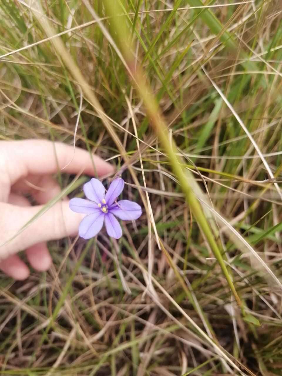 Image of Aristea abyssinica Pax